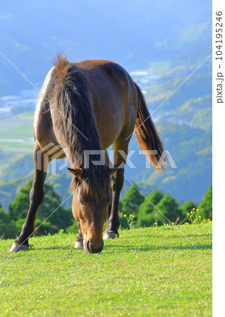 宮崎県　都井岬の野生馬 104195246