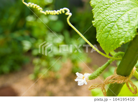 結実した胡瓜の実と花 結実した胡瓜の実と花 104195410