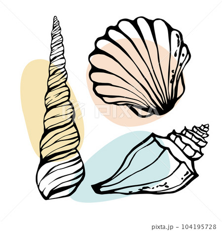Hand drawn ocean conch and clam shells collection Seashells set freehand black line art Hand drawn ocean conch and clam shells collection Seashells set freehand black line art 104195728