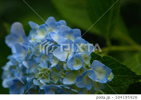 アジサイが見頃の足羽山 104195926