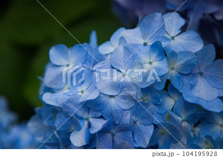 アジサイが見頃の足羽山 104195928