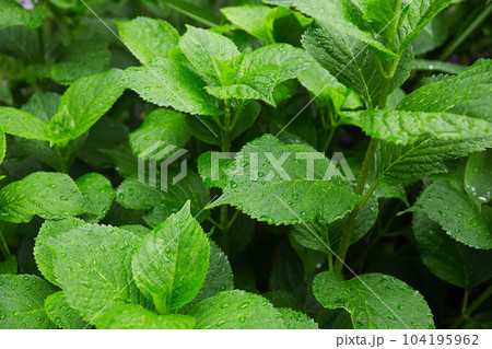 アジサイが見頃の足羽山 104195962