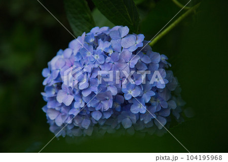 アジサイが見頃の足羽山 104195968