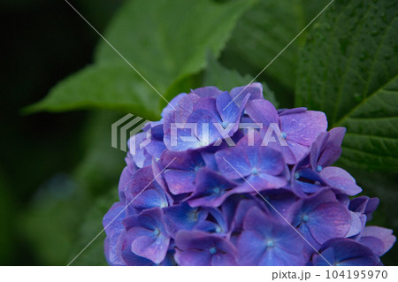 アジサイが見頃の足羽山 104195970