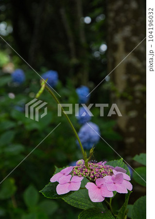 アジサイが見頃の足羽山 アジサイが見頃の足羽山 104196032