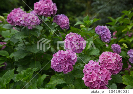 アジサイが見頃の足羽山 104196033