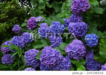アジサイが見頃の足羽山 104196038