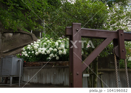 アジサイが見頃の足羽山 104196082