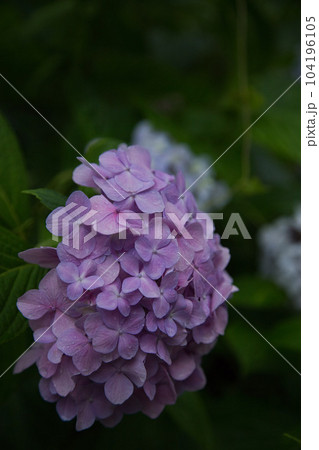 アジサイが見頃の足羽山 104196105