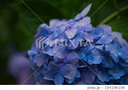 アジサイが見頃の足羽山 アジサイが見頃の足羽山 104196106