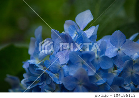 アジサイが見頃の足羽山 104196115