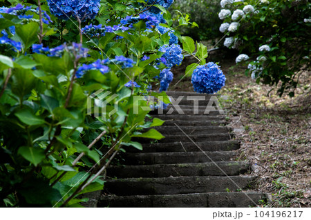 初夏の紫陽花 104196217