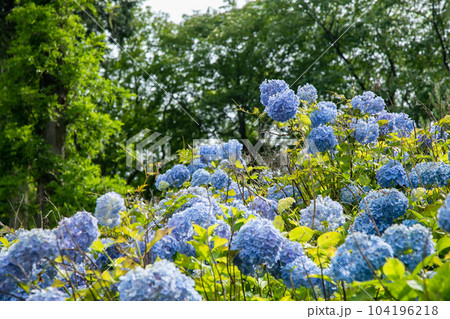 初夏の紫陽花 104196218