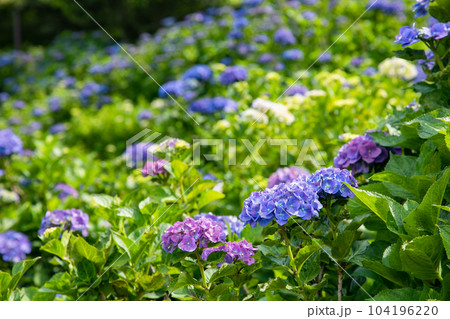 初夏の紫陽花 104196220