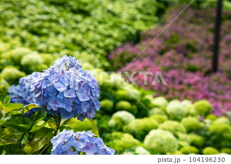初夏の紫陽花 104196230