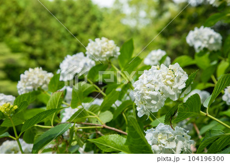 初夏の紫陽花 初夏の紫陽花 104196300
