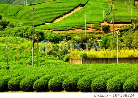 京都府 宇治茶の郷 和束の茶畑  104196324