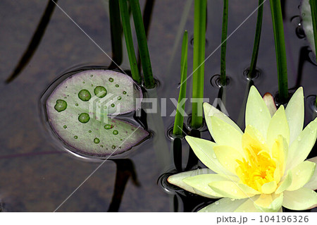 梅雨の晴れ間に咲く白い睡蓮の花と水玉の乗った葉 梅雨の晴れ間に咲く白い睡蓮の花と水玉の乗った葉 104196326