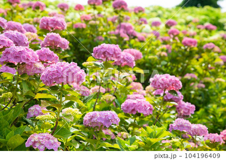 初夏の紫陽花 104196409