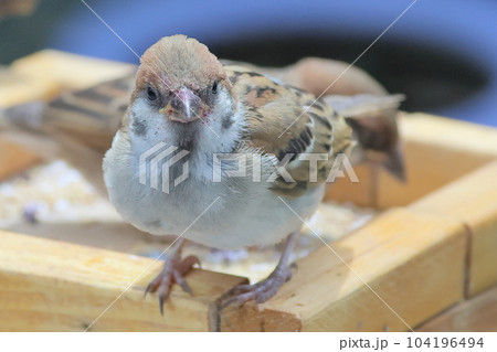 雀の僕まだまだ子供です 104196494