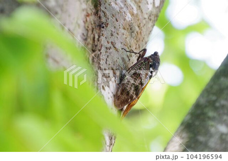 夏イメージ　枝にとまるアブラゼミ 104196594