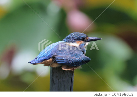 杭のの上でペッタンコな体制で寛ぐカワセミの幼鳥 104196615