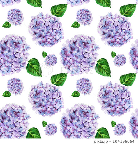 hydrangea flower watercolor patern .Watercolor illustration hydr 104196664