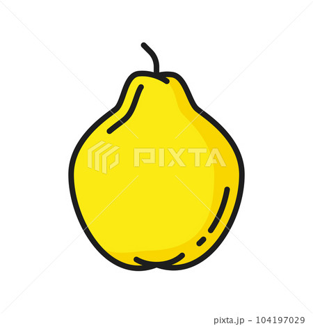 Yellow guava or pear isolated color line icon. Vector exotic food dessert, tropical fruit. Lemon guava, summer healthy snack. Ripe garden or forest pear 104197029