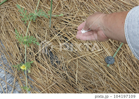 生育不良のスイカ畑の対策 104197109