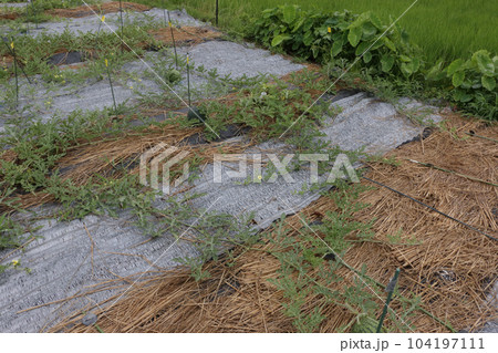 生育不良のスイカ畑の対策 生育不良のスイカ畑の対策 104197111