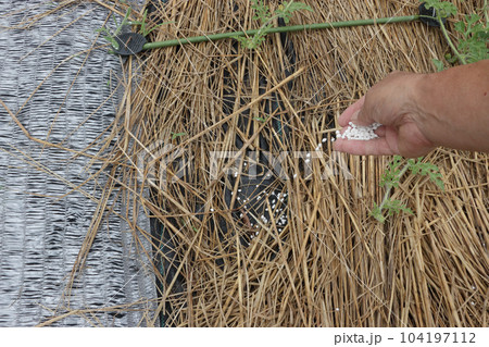 生育不良のスイカ畑の対策 104197112