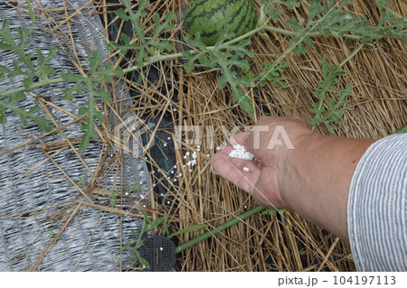 生育不良のスイカ畑の対策 104197113