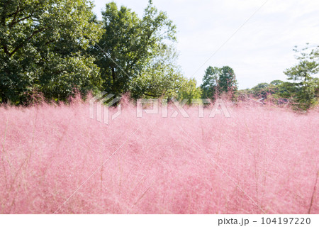 長居植物園のカピラリス 104197220