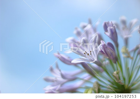 青空に向かって咲くアガパンサス 104197253