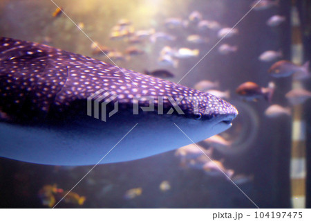 石川県　七尾市　能登島曲町　のとじま水族館のジンベイザメ 104197475