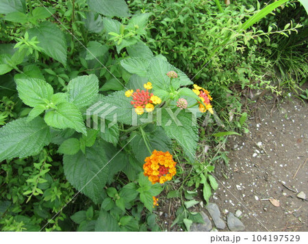 桃色と黄色の七変化とも言うランタナの花 104197529