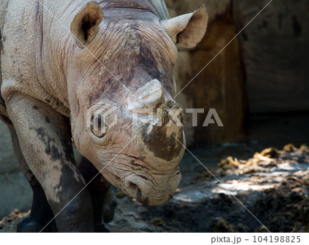 white rhinoceros dirty mud walking scenery close up with copy space 104198825