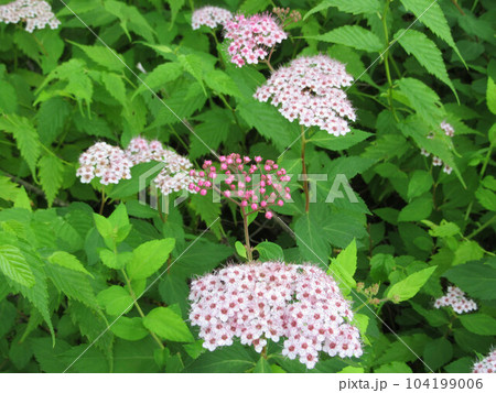 小さくて可愛いシモツケの花 小さくて可愛いシモツケの花 104199006