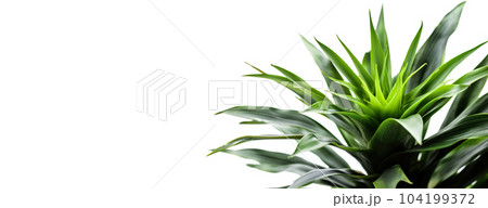 Beautiful and photorealistic plant isolated on white background. Close-up view. Exotic plant. Banner with copy space. Cut out graphic design element. Generative AI. 104199372