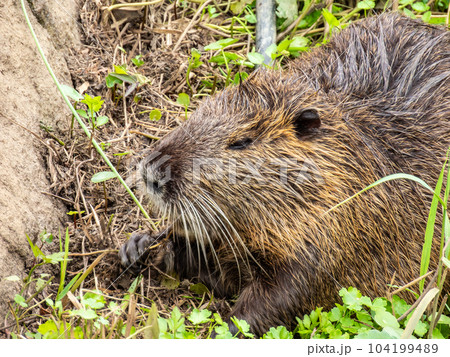 用水路の水辺の草を食べるヌートリア 用水路の水辺の草を食べるヌートリア 104199489