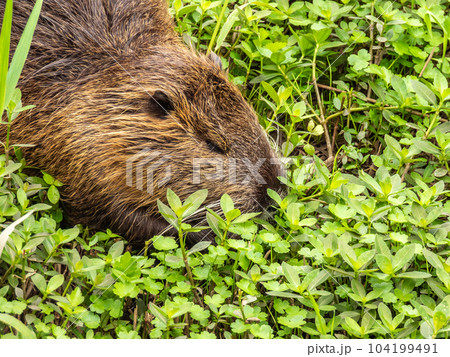 用水路の水辺の草を食べるヌートリア 用水路の水辺の草を食べるヌートリア 104199491