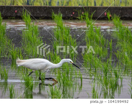 田んぼの中で餌を探すシラサギ 104199492