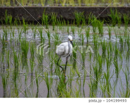 田んぼの中で餌を探すシラサギ 田んぼの中で餌を探すシラサギ 104199493
