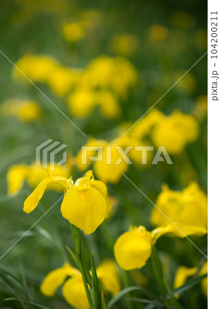 キショウブの花 キショウブの花 104200211
