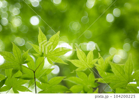 玉ボケをバックに新緑のカエデの葉 玉ボケをバックに新緑のカエデの葉 104200225