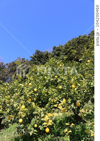 瀬戸内レモン 104200460