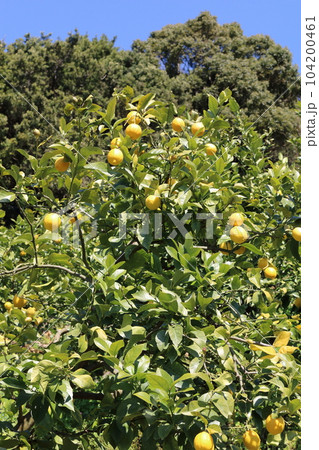 瀬戸内レモン 瀬戸内レモン 104200461