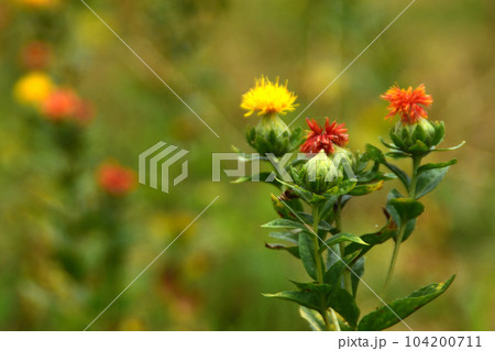 夏の花：ベニバナ　夏に咲くキク科の野草。アザミに似た形で、黄色から紅色に変色する。 104200711