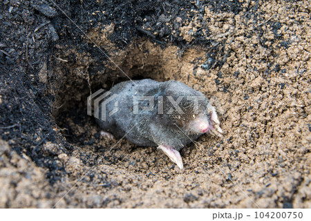 European mole emerging from its tunnel in the mole hill 104200750