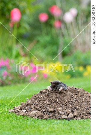 Mole, Talpa europaea, making mole hill and damaging beautiful lawn and flower garden. 104200767